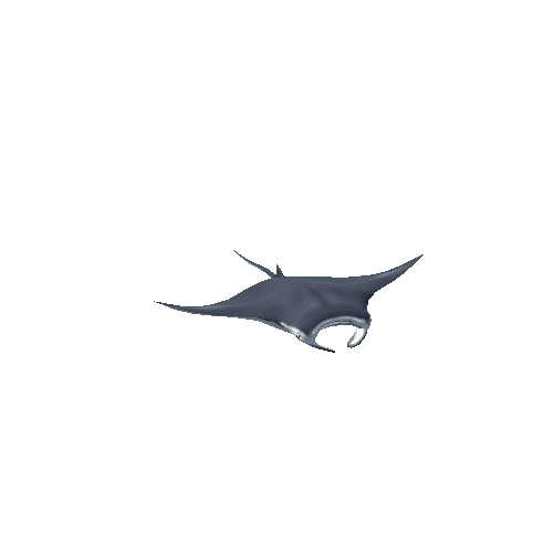 Manta ray_02